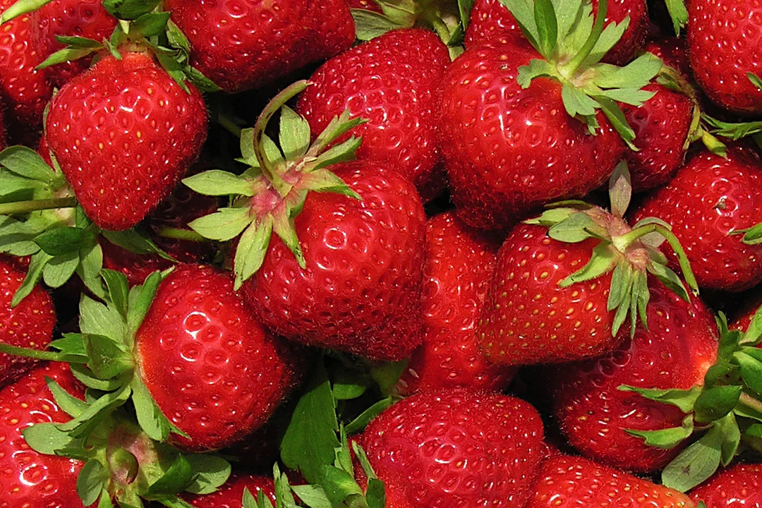 AC Wendy Strawberry Plants - 25 Bare Root - June-Bearing, Sweet Berries - Fragaria x ananassa