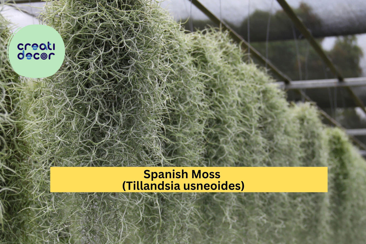Christmas Cactus Starter Plant - Miss Shimano - Schlumbergera Truncata - Well-Rooted Indoor Cactus for Holiday Decor