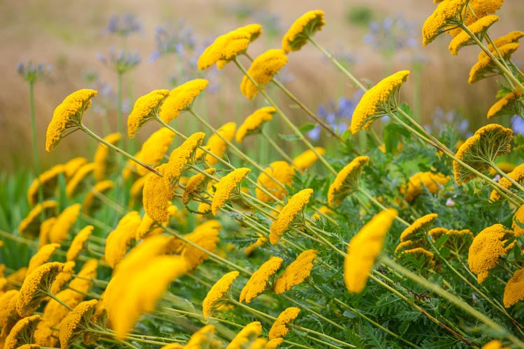 Live Moonshine Achillea Yarrow Plant β Perennial in 1 Pint Pot, Yellow Blooms, Drought Tolerant, Pollinator Friendly, Zone 3β9