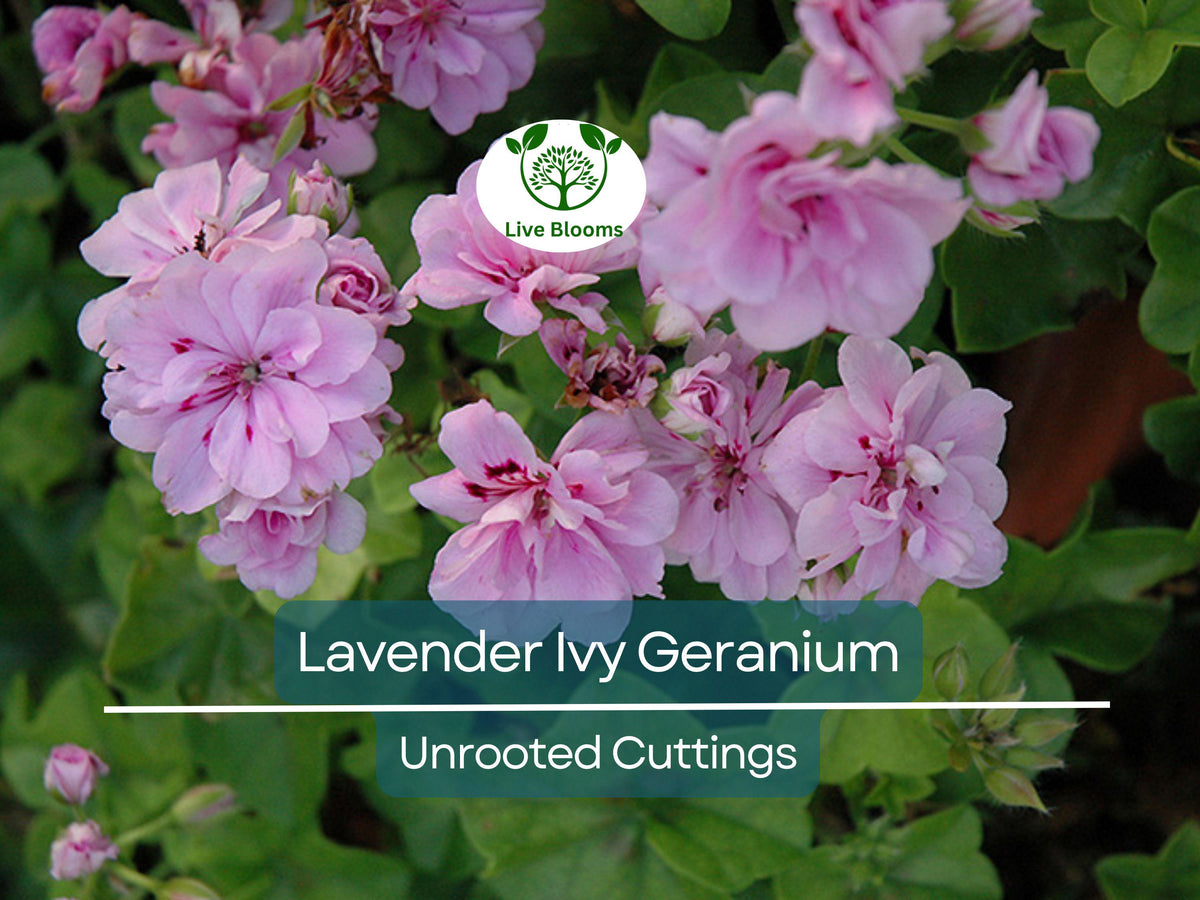 3 Lavender Pelargonium Peltatum Unrooted Cuttings 6" - Trailing Ivy Geraniums for Hanging Baskets, Easy Propagation