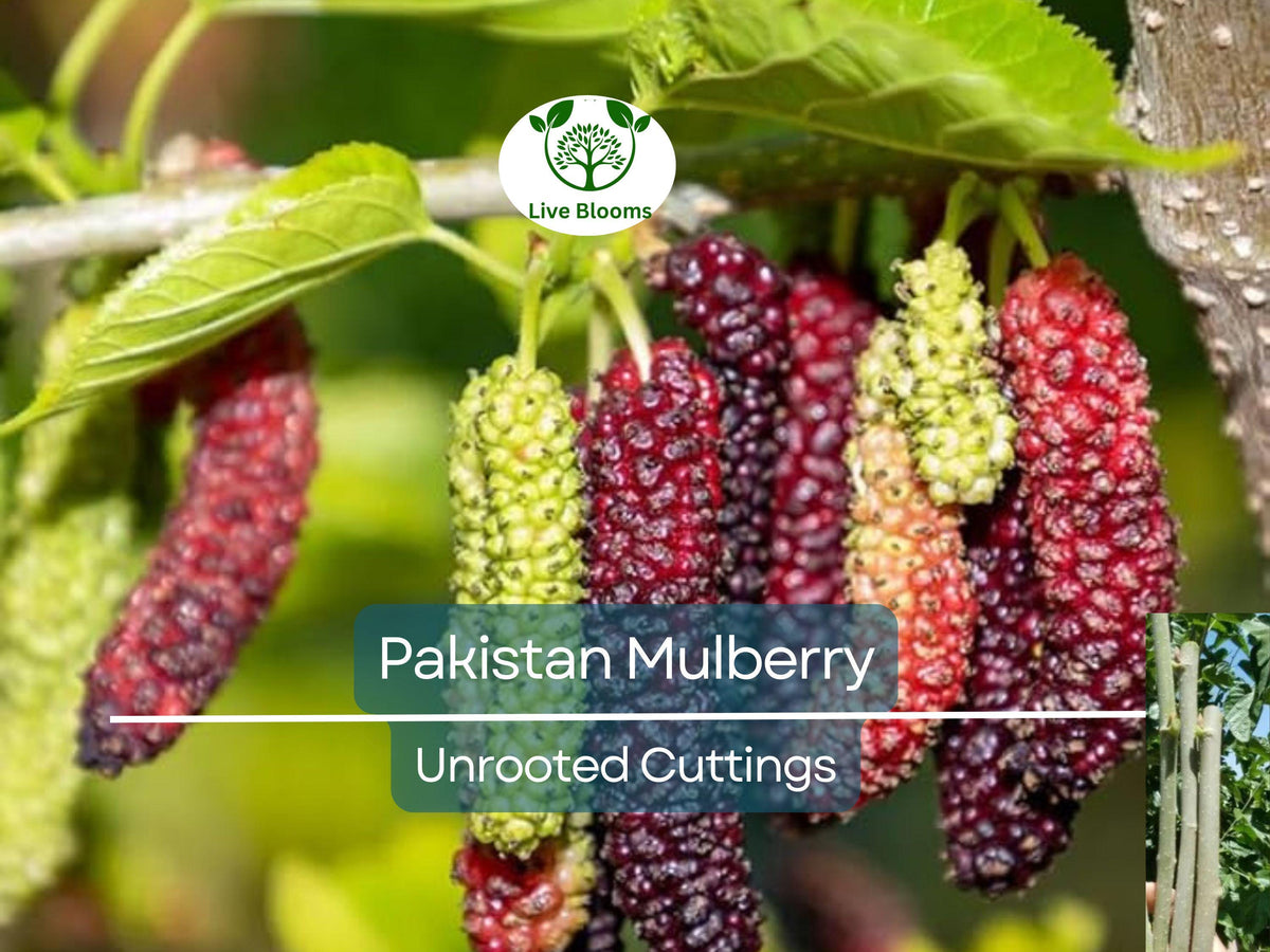String Bean Seeds | 50+ Non-GMO Blue Lake Heirloom | Bush Variety | Phaseolus vulgaris
