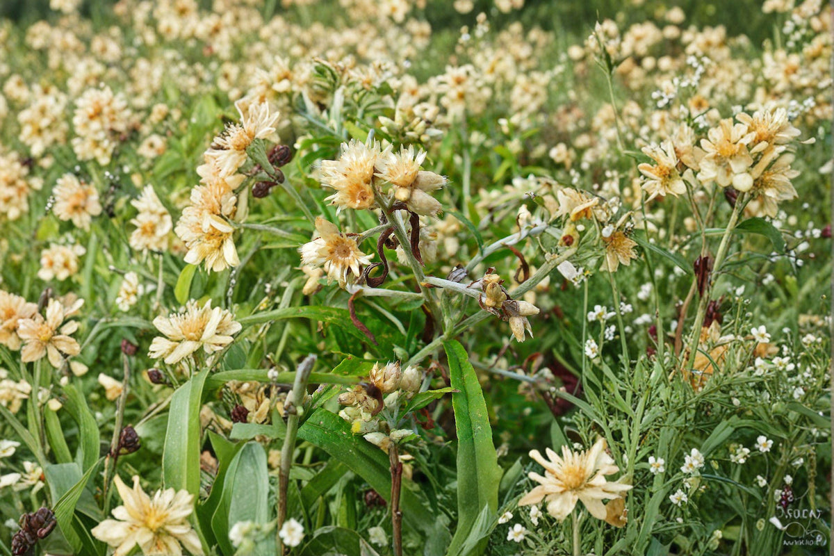 Christmas Cactus Starter Plant - Miss Shimano - Schlumbergera Truncata - Well-Rooted Indoor Cactus for Holiday Decor
