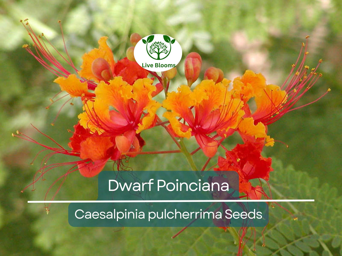 10 Dwarf Poinciana Seeds, Red Bird of Paradise (C. pulcherrima), Non-GMO Tropical Flowering Plant for Garden, Container, Pollinator-Friendly