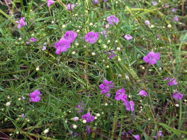 Agalinis tenuifolia Seeds | 250 Slender False Foxglove Seeds | Native Wildflower for Prairies & Meadows | Pink-Purple Blooms