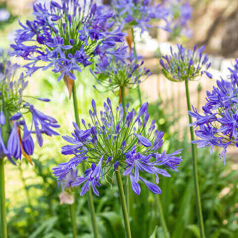 African Blue Agapanthus Live Plant 6-8” Bareroot Hardy Perennial with Blue Blooms Agapanthus africanus
