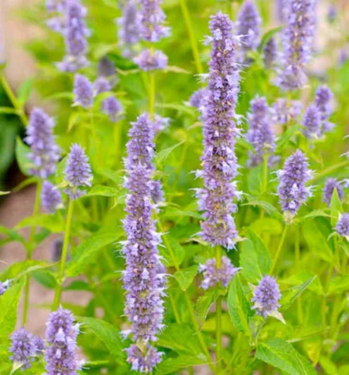 Live Blue Fortune Agastache Plant - 1 Pint Pot - Giant Hyssop Perennial - Pollinator Friendly - Drought Tolerant - Agastache 'Blue Fortune'