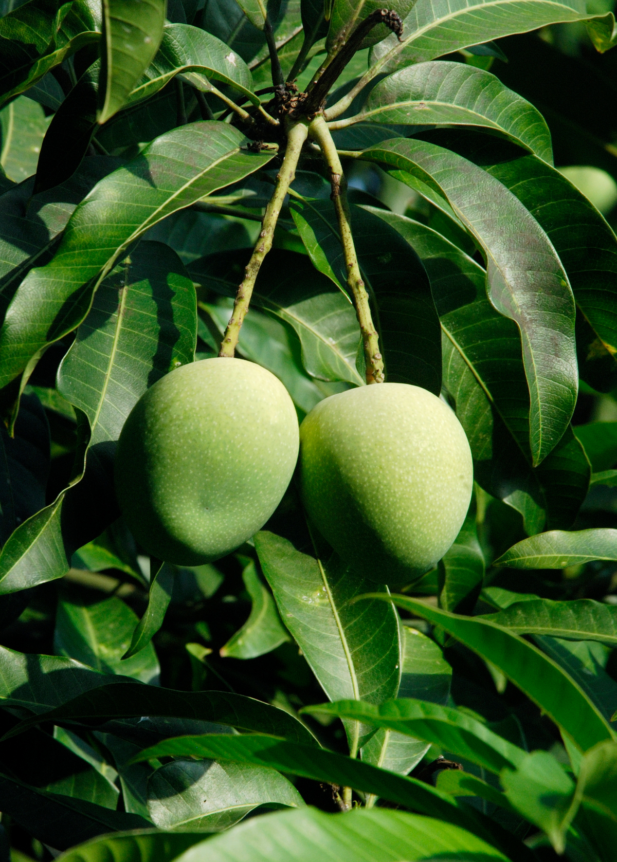 Mango 'Alphonso' (Mangifera indica)
