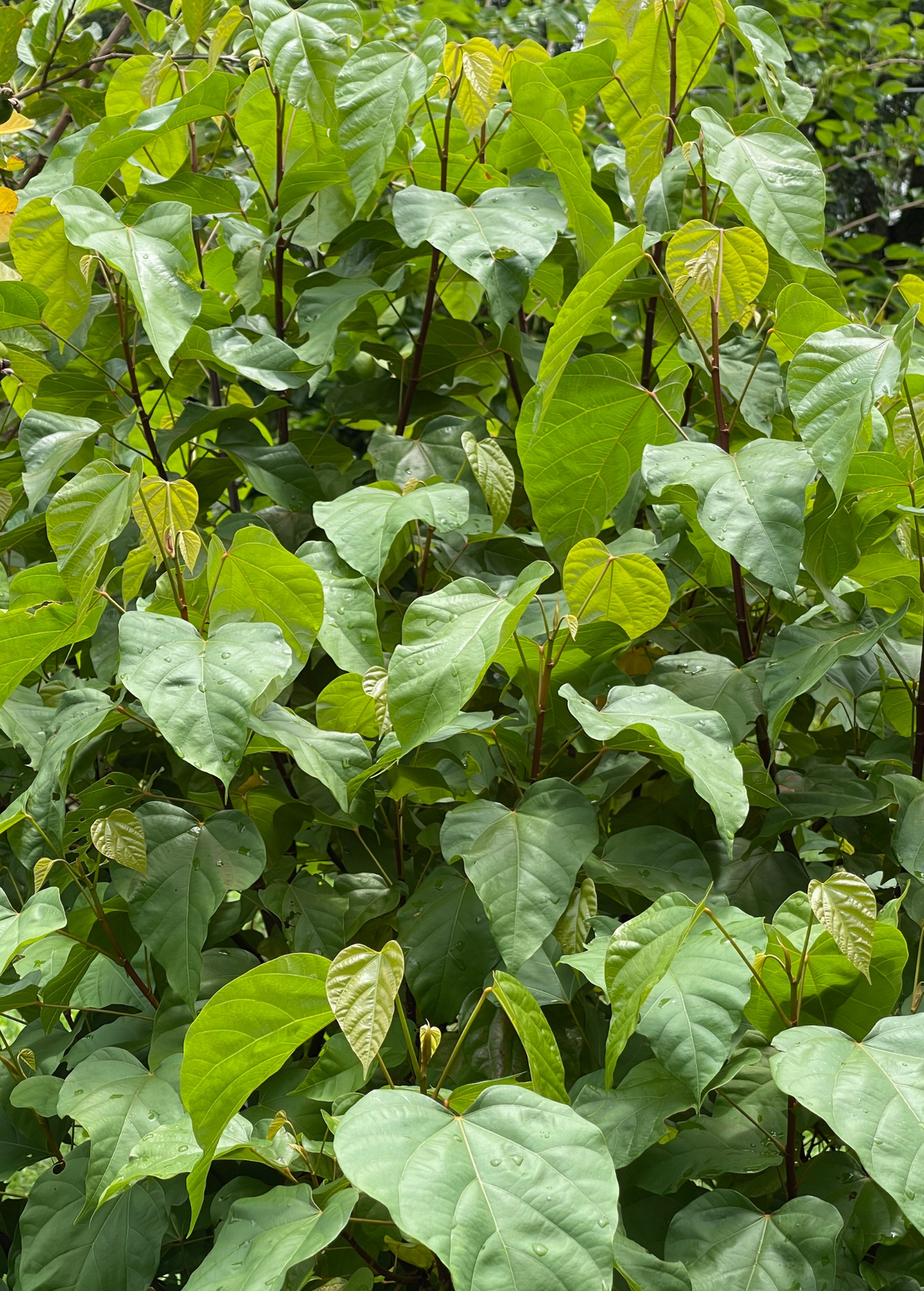 Annatto Achiote (Bixa orellana)