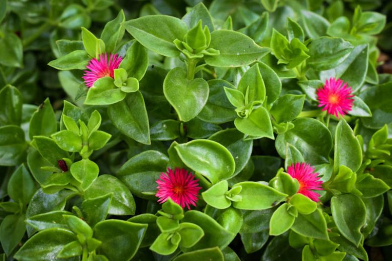 20 Unrooted Cuttings Aptenia cordifolia Baby Sun Rose Red/Pink Succulent Groundcover for Gardens & Pots