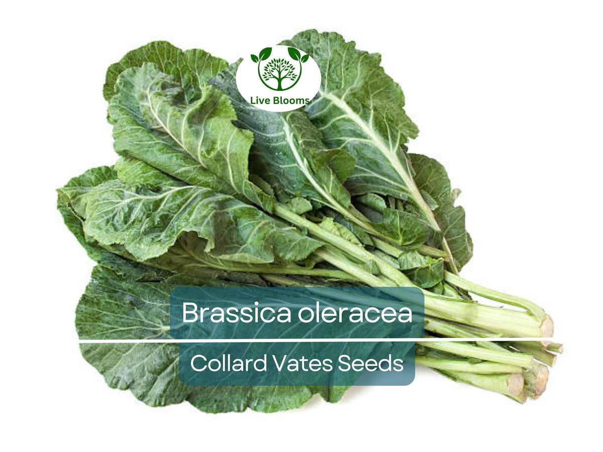 300 Seeds Collard Vates Heirloom Greens | Brassica oleracea for Planting & Nutritious Harvests