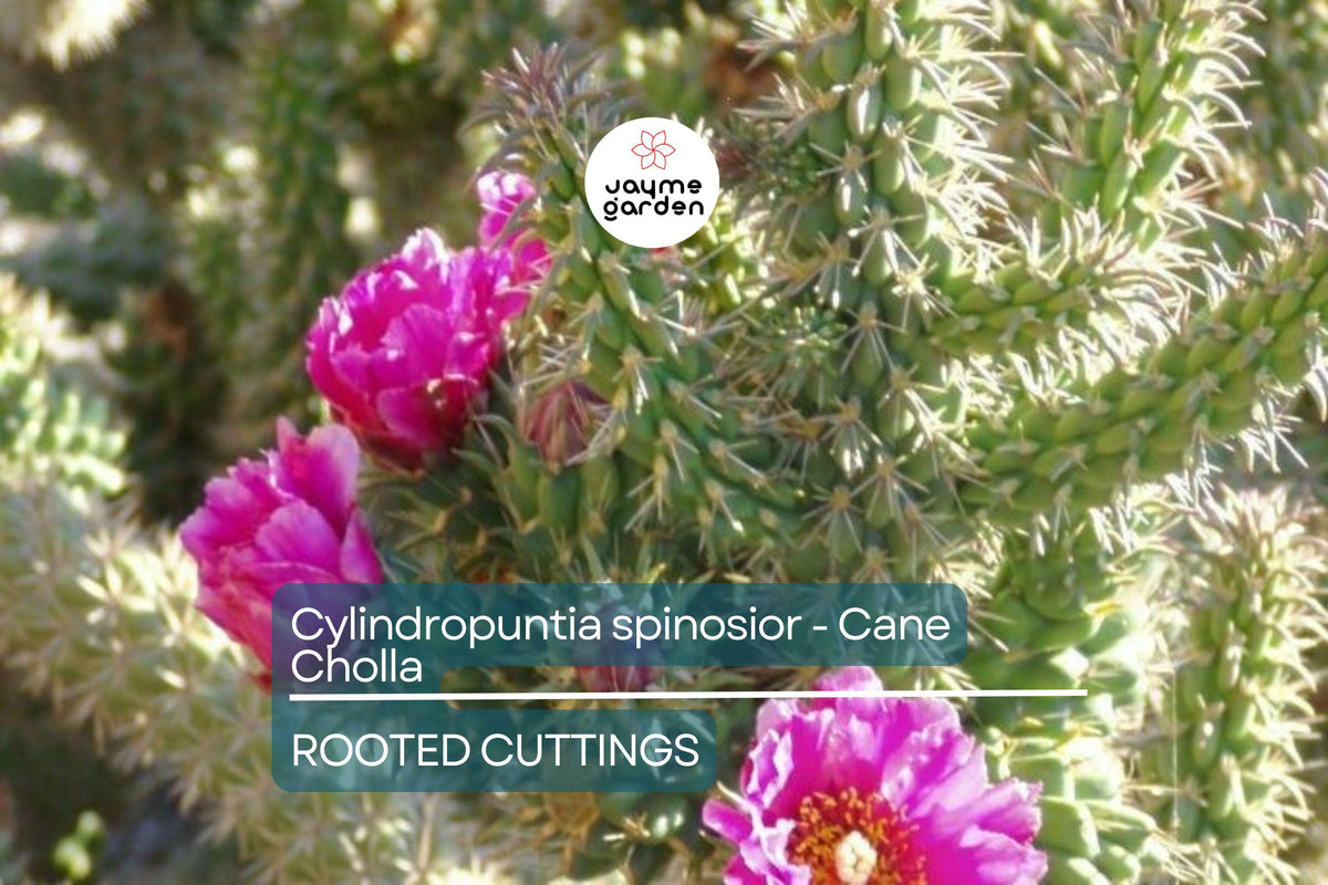 Christmas Cactus Starter Plant - Miss Shimano - Schlumbergera Truncata - Well-Rooted Indoor Cactus for Holiday Decor