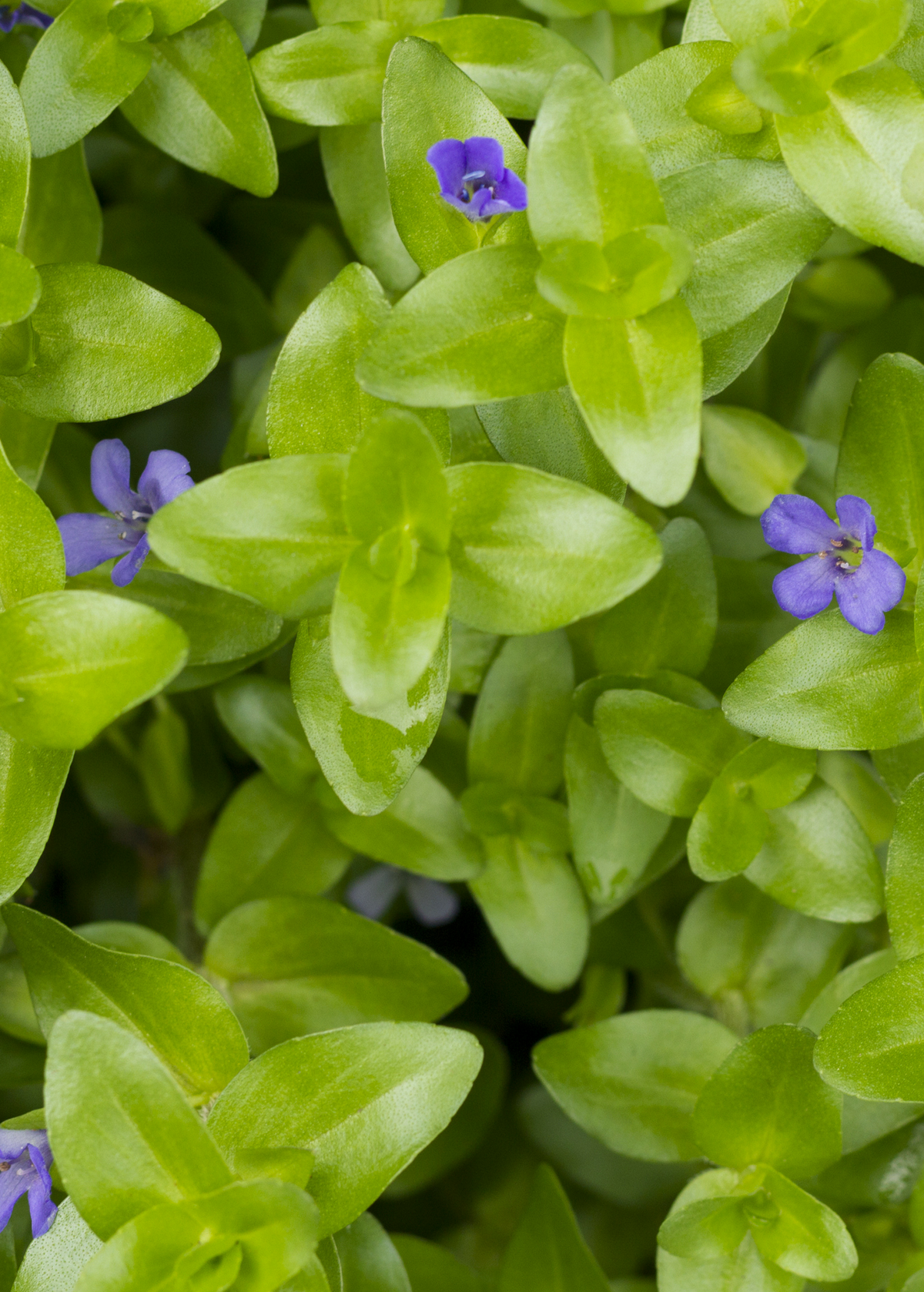 Brahmi (Bacopa monnieri)