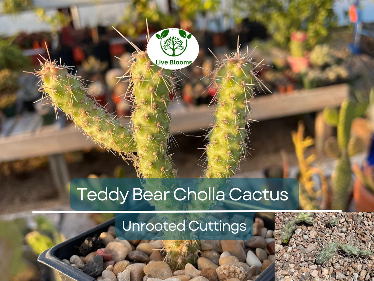 5 Teddy Bear Cholla Cactus Cuttings - Cylindropuntia fulgida Segments for Propagation & Desert Gardens - Unique Prickly Pear Cactus