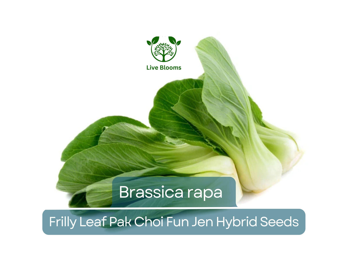 Frilly Leaf Pak Choi Seeds 180 Count - Fun Jen Hybrid Brassica rapa - Fast Growing, Cold Hardy, Nutritious Asian Greens for Gardens