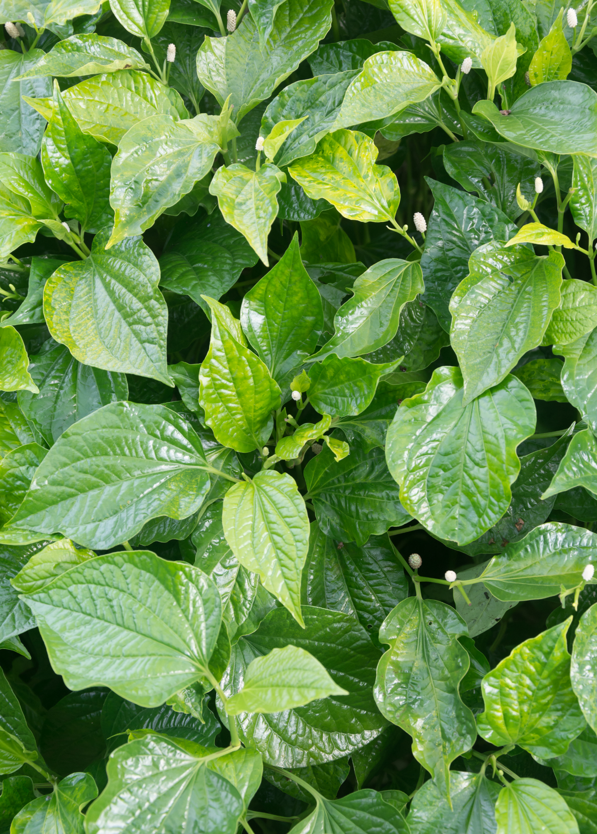 Betel Leaf (Piper betle)