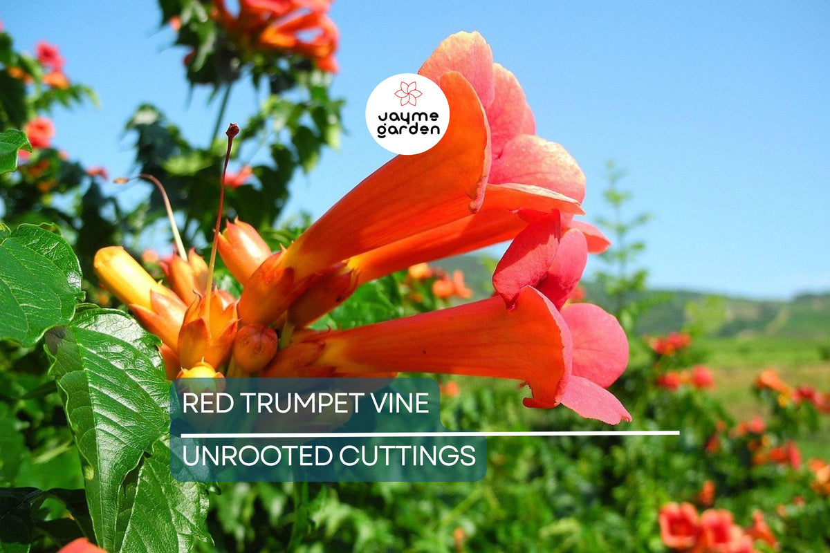 Christmas Cactus Starter Plant - Miss Shimano - Schlumbergera Truncata - Well-Rooted Indoor Cactus for Holiday Decor