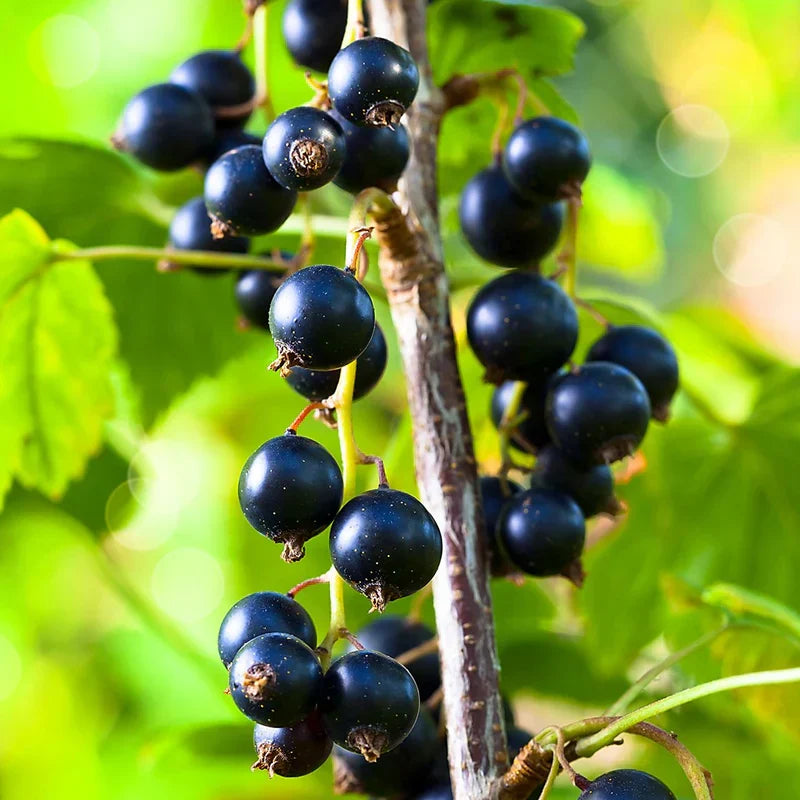 Black Currant Cuttings - 8 pcs 8–10 Inches - Ribes nigrum - Hardy Cassis Berry Plant for Propagation and Growing