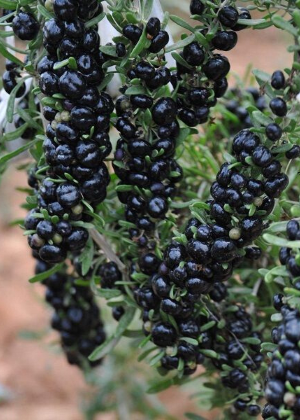 Black Goji Berry (Lycium ruthenicum)