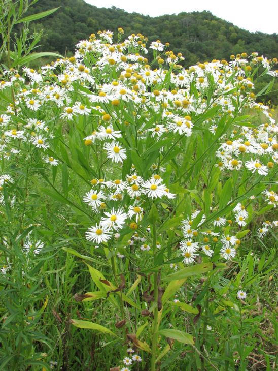 Boltonia Decurrens Seeds - 500 Rare Decurrent False Aster Seeds - White Blooms for Pollinators - Boltonia decurrens