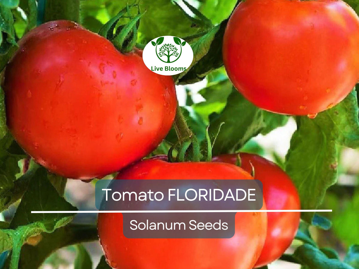 100 Floridade Tomato Seeds - Heirloom Heat-Tolerant Variety | Lycopersicon esculentum | Non-GMO Slicing Tomato Seeds