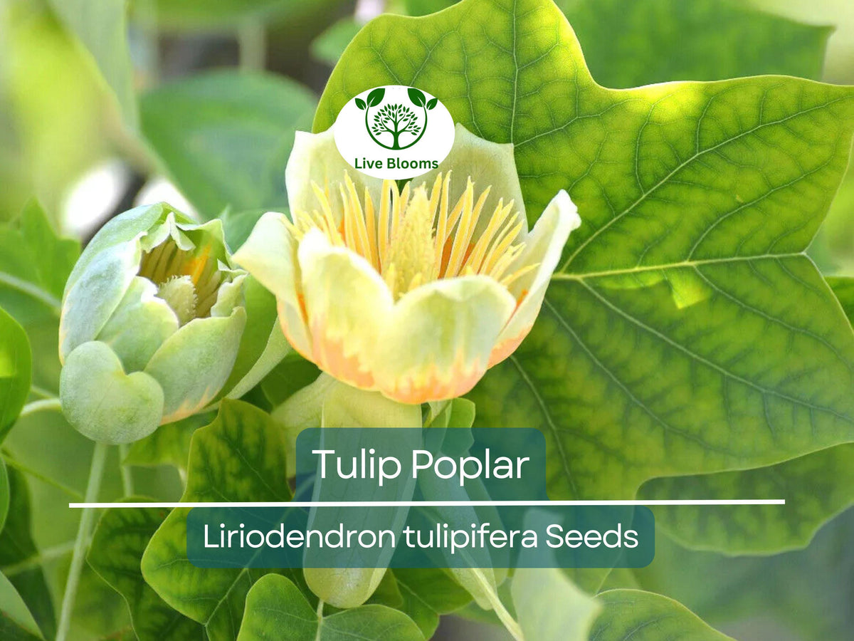 20 Tulip Poplar Seeds | Liriodendron tulipifera | Fast-Growing Shade Tree | Yellow Flowers | Ideal for Garden & Landscape
