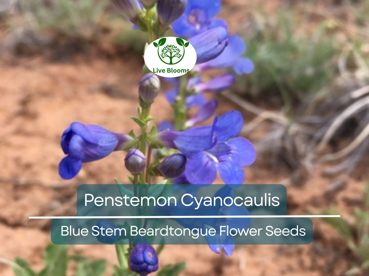 100 mg Penstemon Cyanocaulis Seeds | Blue Stem Beardtongue | Hardy Perennial Wildflower for Pollinator Gardens