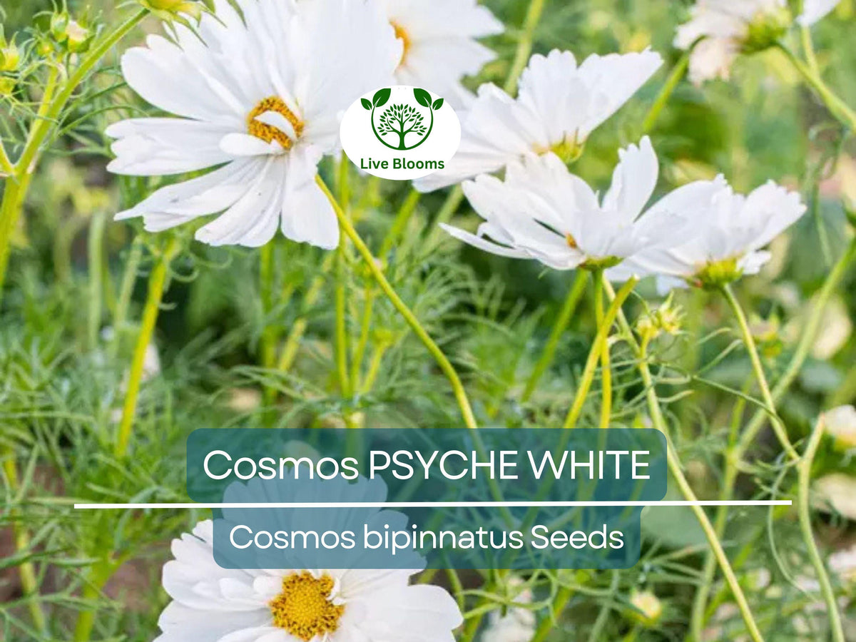 100 Cosmos Psyche White Seeds - Organic Non-GMO Ruffled Blooms | Cosmos bipinnatus | Attracts Bees & Butterflies