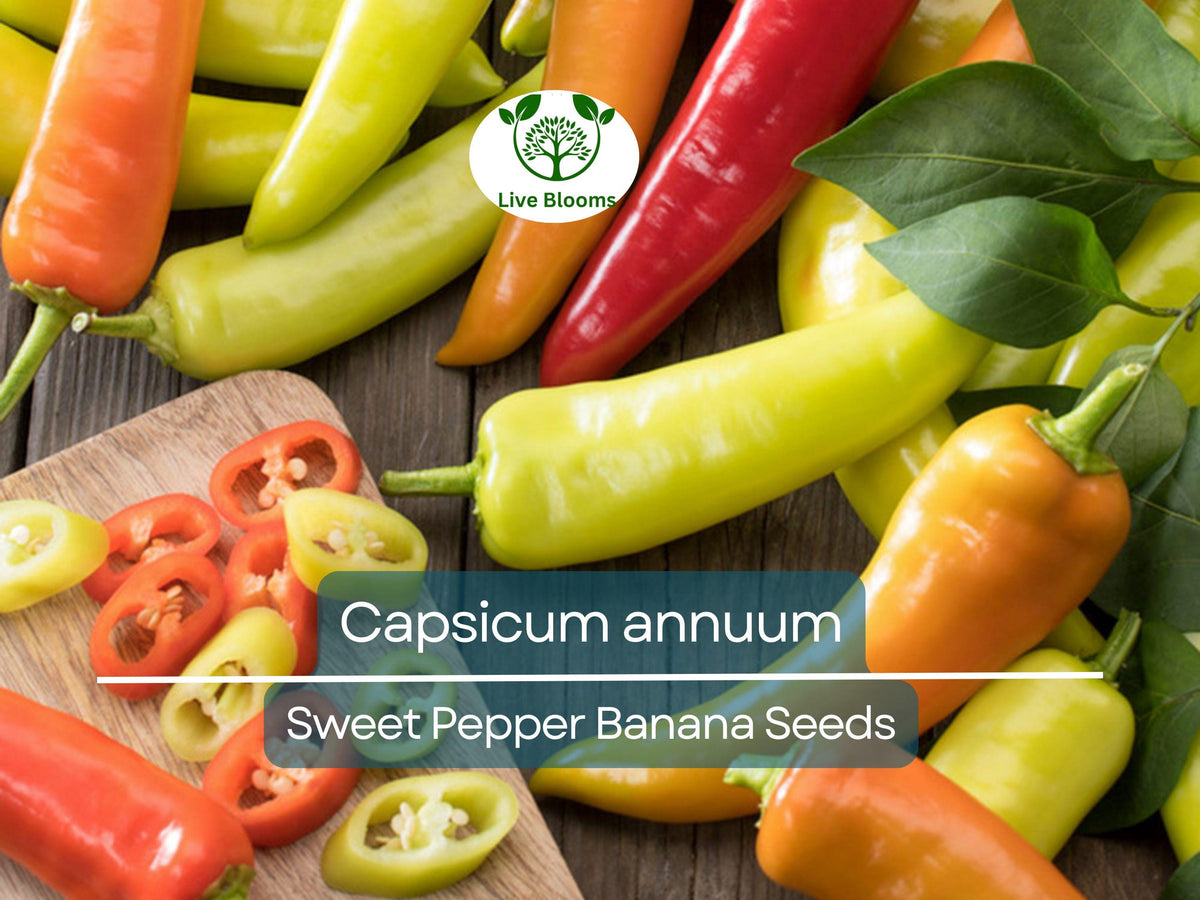 30 Seeds Sweet Banana Pepper - Mild Fruity Capsicum annuum for Salads, Salsas & Pickling - Easy to Grow, High Yield
