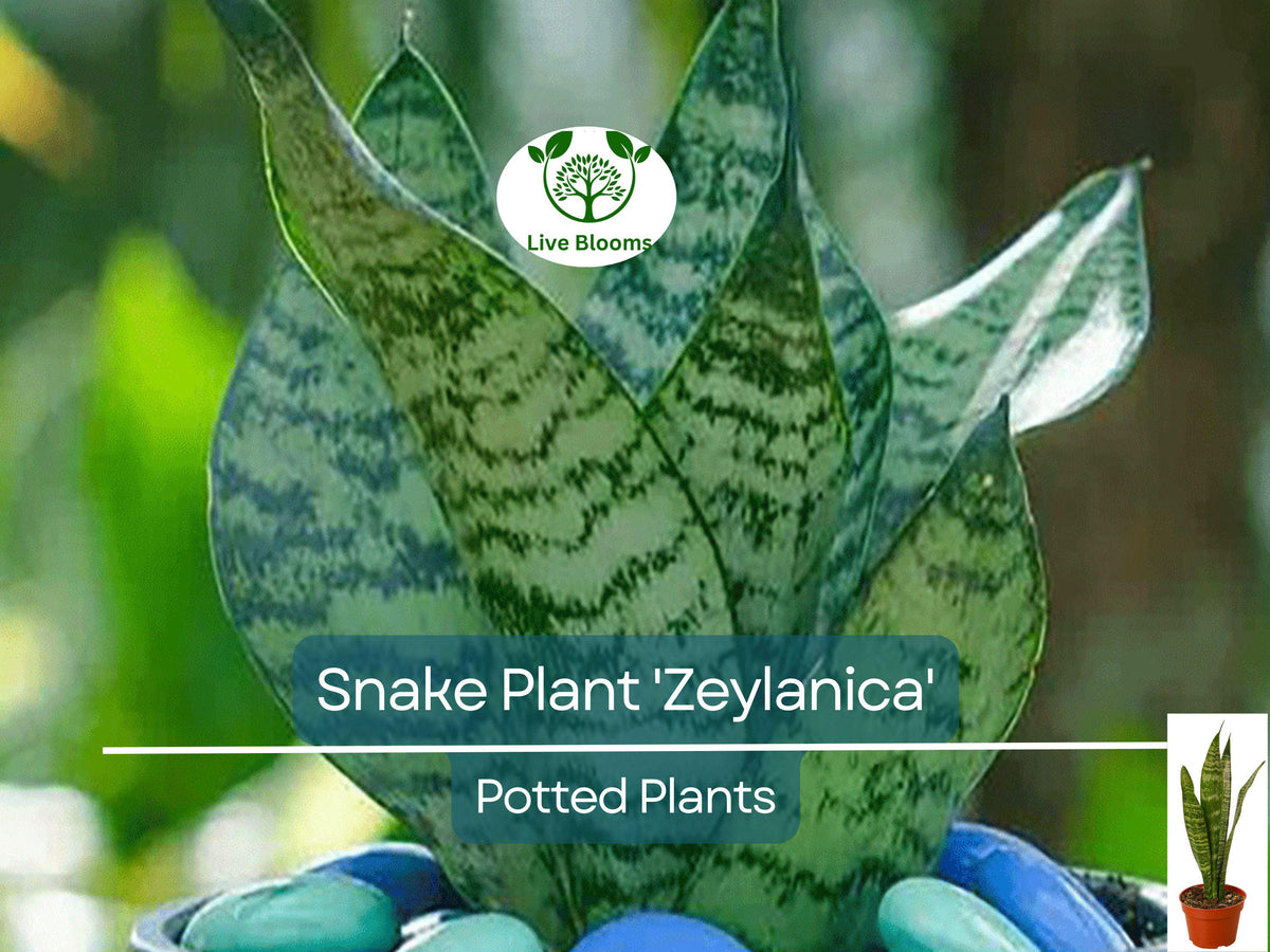 Morning Glory Seeds for Planting - Climbing Vine, Colorful Blooms, Ipomoea purpurea - Easy to Grow, Attracts Pollinators