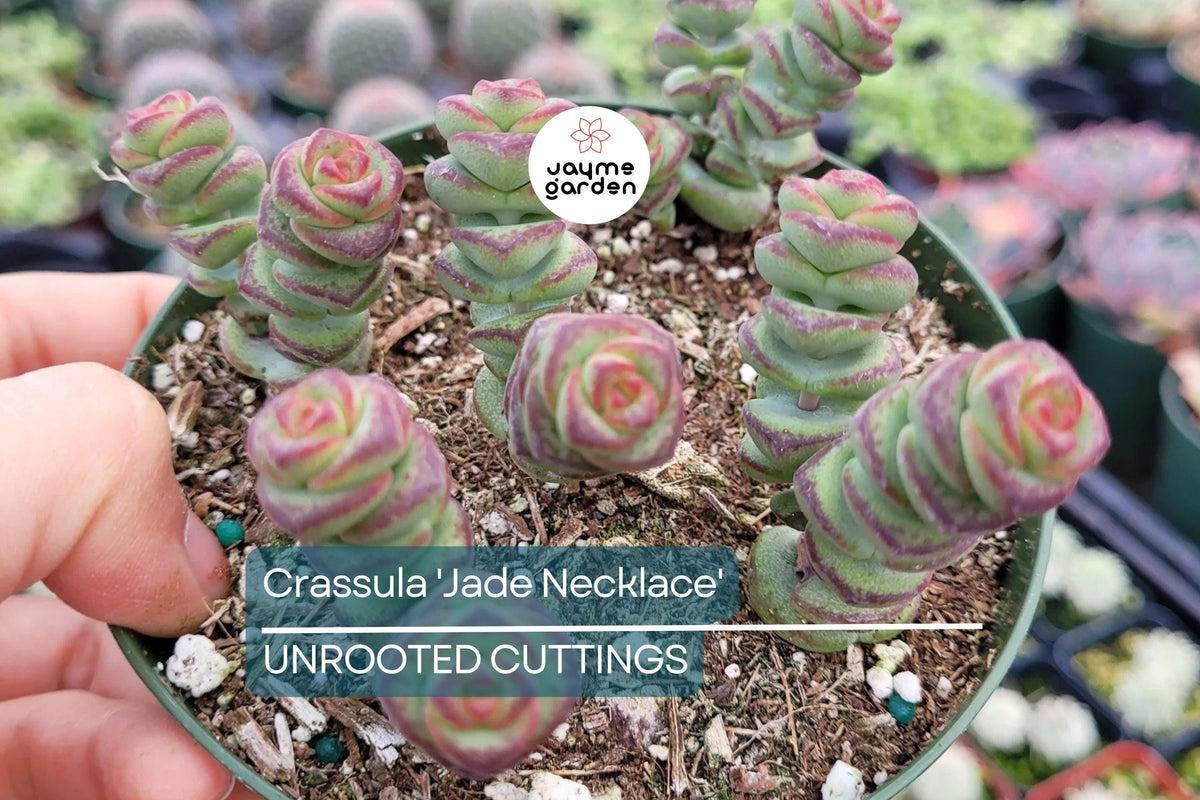 Christmas Cactus Starter Plant - Miss Shimano - Schlumbergera Truncata - Well-Rooted Indoor Cactus for Holiday Decor
