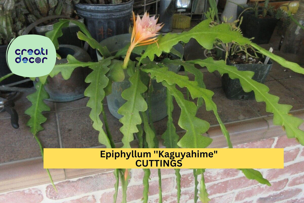 Christmas Cactus Starter Plant - Miss Shimano - Schlumbergera Truncata - Well-Rooted Indoor Cactus for Holiday Decor