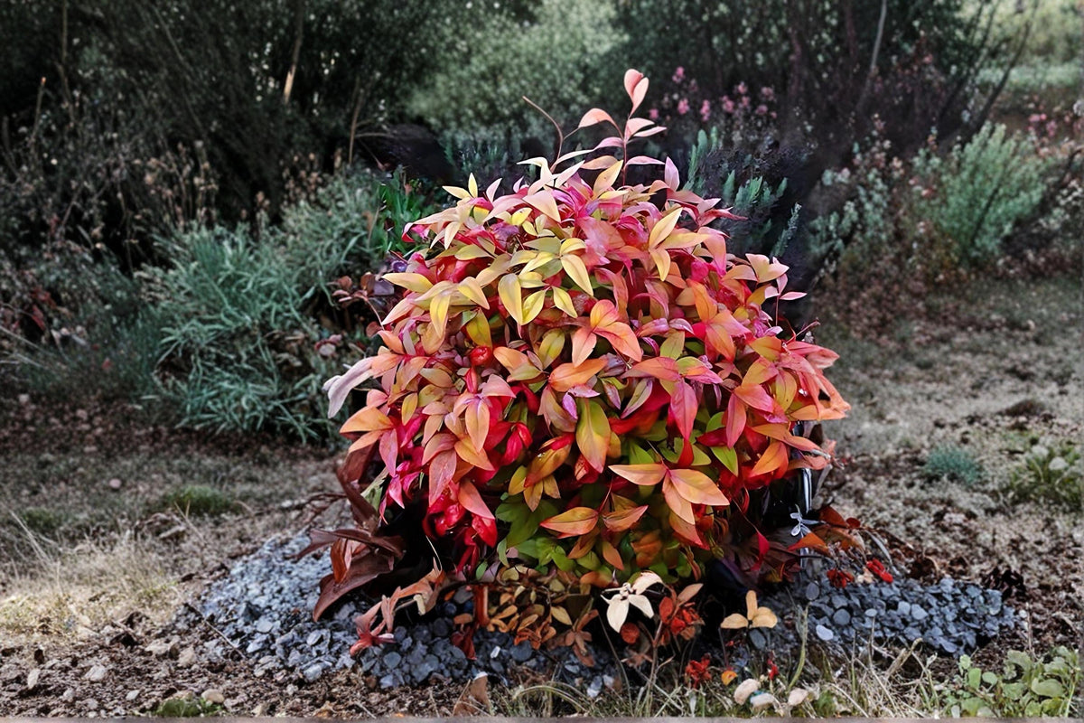 Christmas Cactus Starter Plant - Miss Shimano - Schlumbergera Truncata - Well-Rooted Indoor Cactus for Holiday Decor