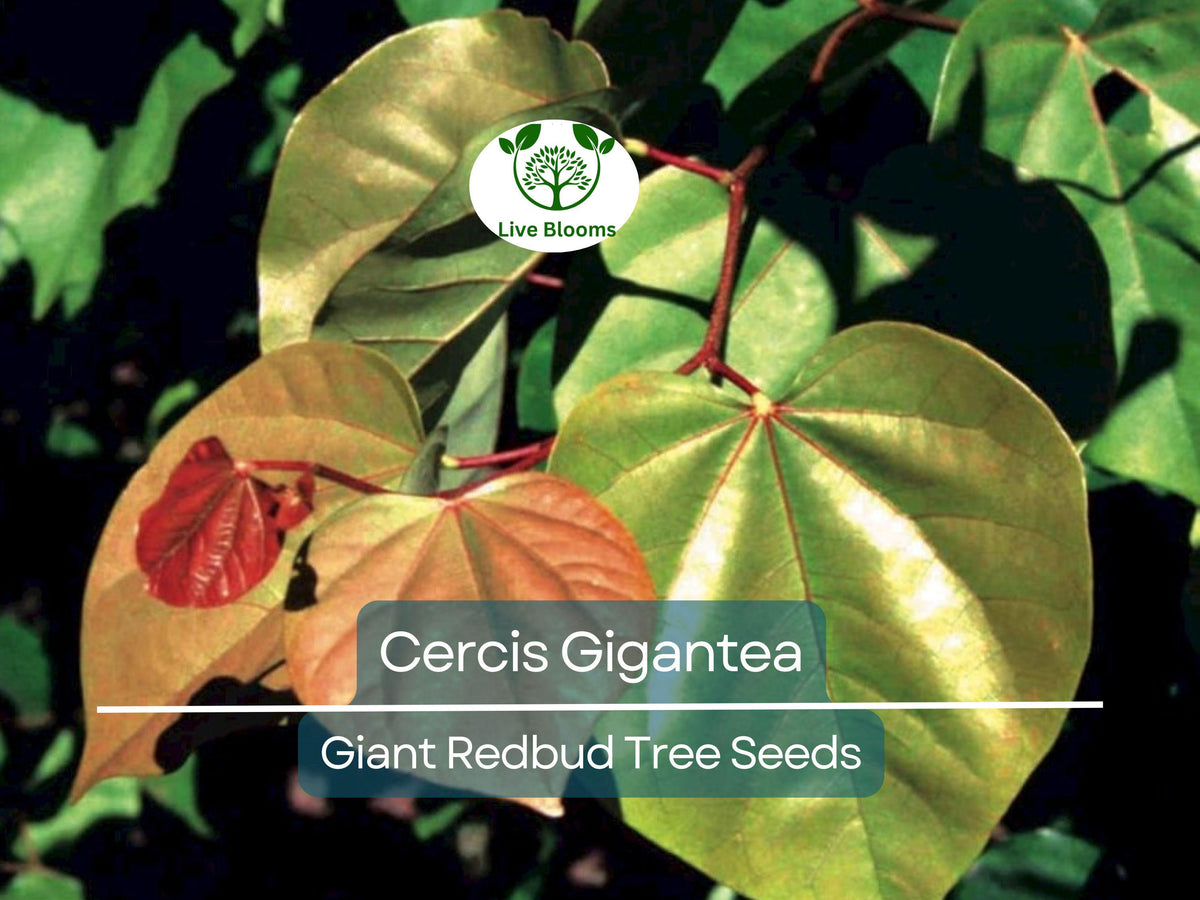 10 Seeds Giant Redbud Cercis Gigantea - Unique Flowering Tree for Landscaping & Bonsai, Beautiful Spring Blooms