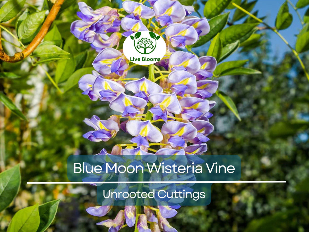 Jacob's Ladder Wildflower Seeds, 50 Seeds, Blue Flowers, Polemonium reptans, Native Perennial for Woodland Gardens