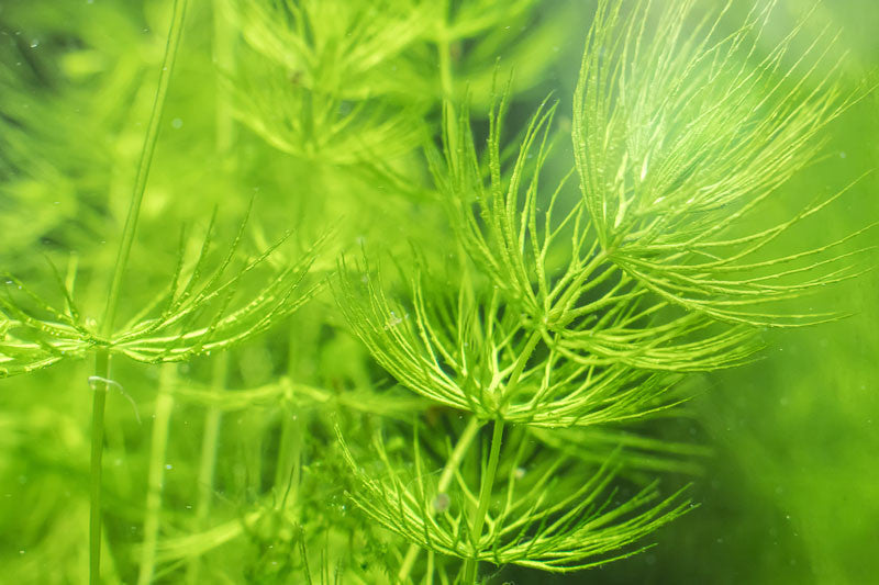 Live Hornwort Portion - Fast-Growing Oxygenator for Aquariums & Ponds, Ceratophyllum demersum - Ideal for Fry & Shrimp