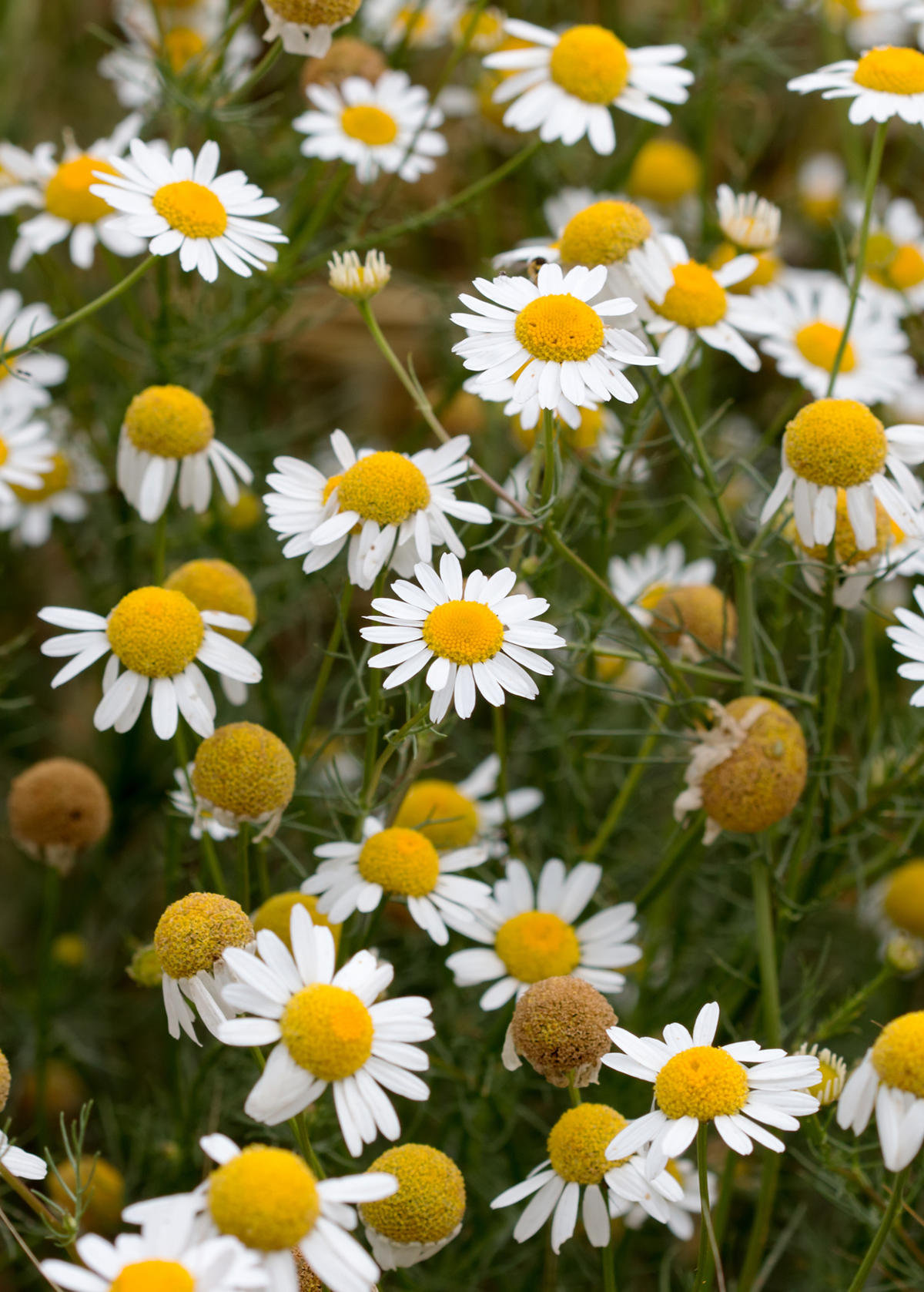 Chamomile (Matricaria chamomilla)