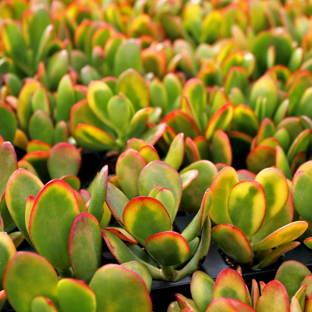 3 Unrooted Sunset Jade Plant Cuttings - Crassula ovata 'Sunset' - Colorful Succulent for Propagation - Easy Care Indoor Plant