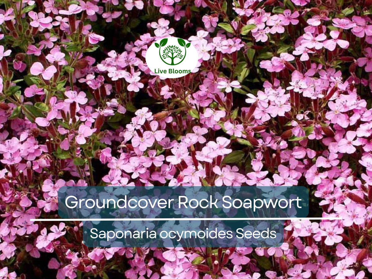 1000 Seeds Rock Soapwort, Pink Flowers, Spreading Perennial, Non-GMO, Saponaria ocymoides, Easy to Grow Groundcover
