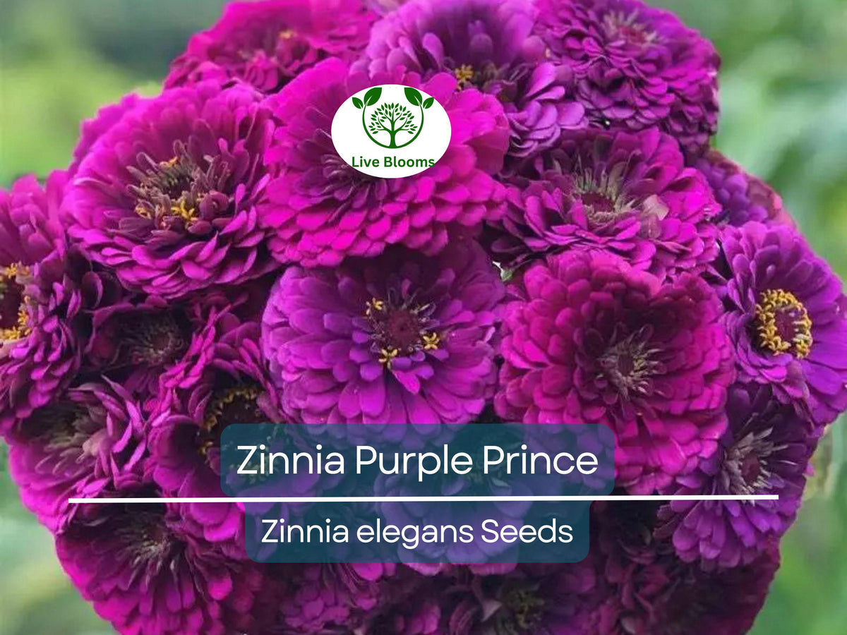Zinnia Seeds 200 Count - Purple Prince, Zinnia elegans, Non-GMO, Attracts Butterflies & Finches, Cut Flower, Heirloom