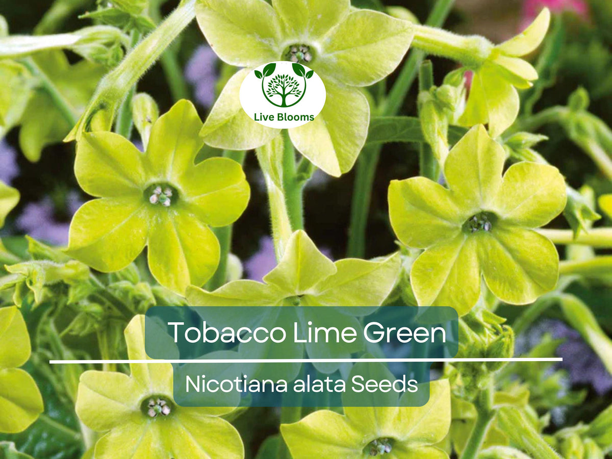 500 Tobacco Lime Green Flower Seeds, Nicotiana alata, Non-GMO, Easy to Grow, Unique Blooms for Part-Shade Garden & Landscape