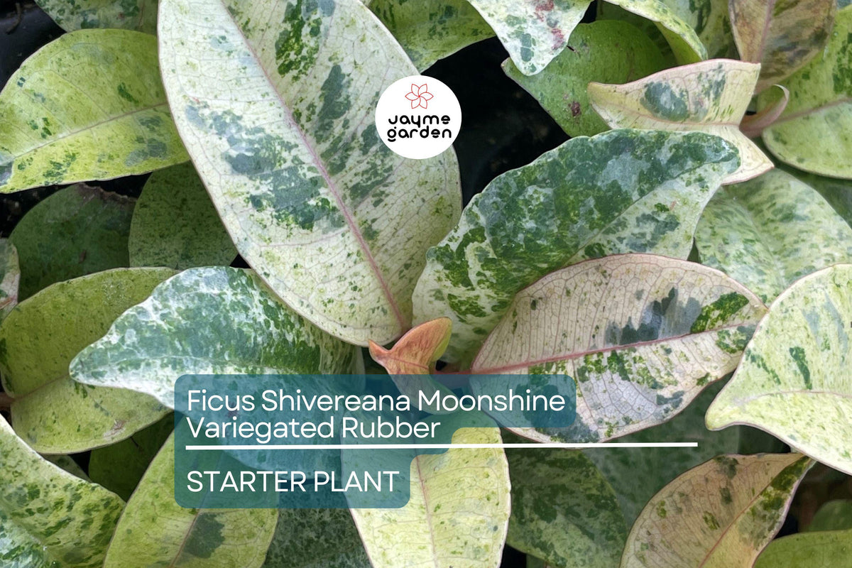Christmas Cactus Starter Plant - Miss Shimano - Schlumbergera Truncata - Well-Rooted Indoor Cactus for Holiday Decor