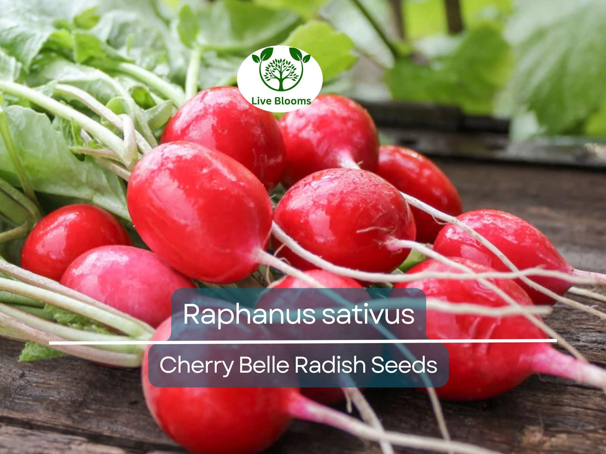 Cherry Belle Radish Seeds - 80 Heirloom Seeds for Planting | Raphanus sativus | Fast-Growing, Crisp Red Radishes