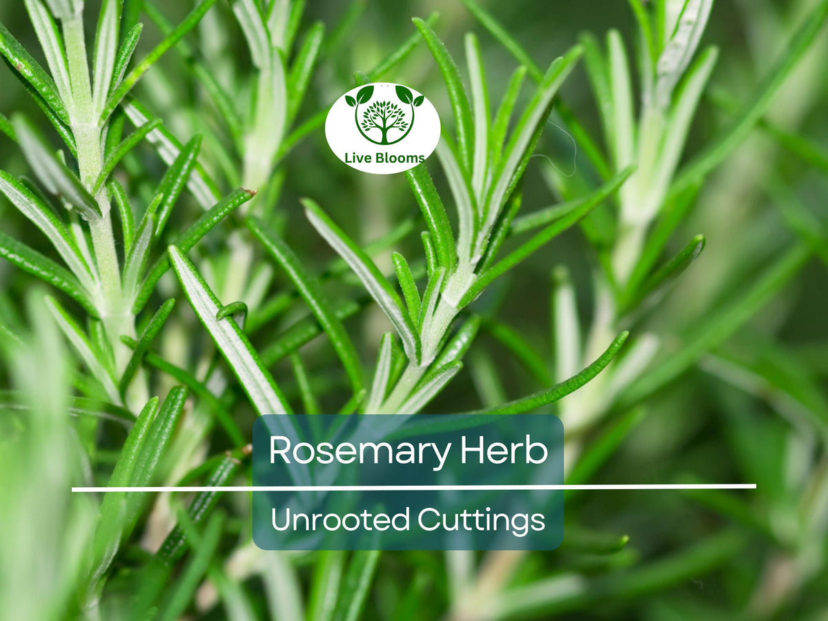 15 Organic Rosemary Herb Cuttings 10" Long, Rosmarinus Officinalis, Fresh Culinary Herb for Easy Propagation and Gardening