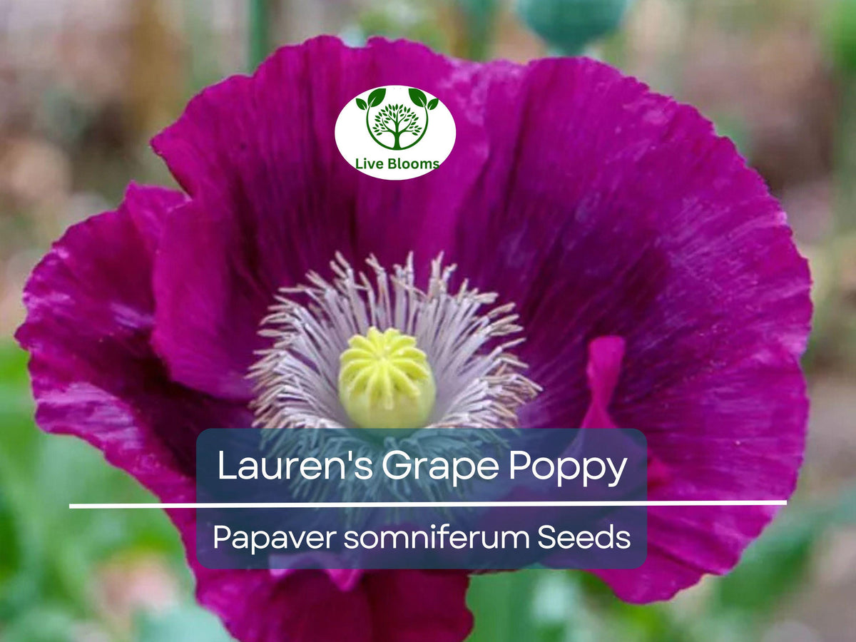 500 Seeds Poppy Lauren's Grape Purple (Papaver somniferum) - Non-GMO, Attracts Bees & Butterflies, Easy to Grow Garden Flowers