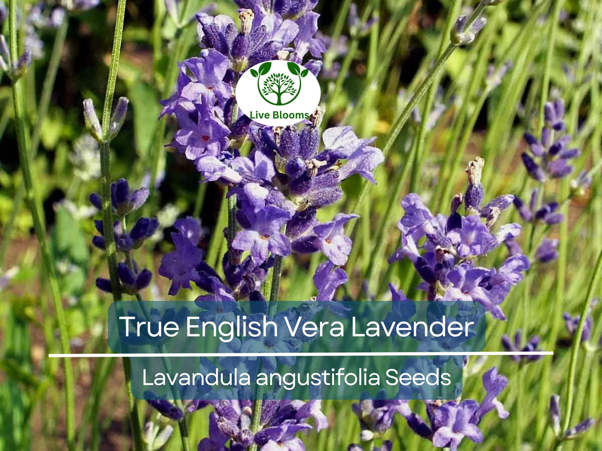 500 Seeds Lavender True English Vera (Lavandula angustifolia) - Fragrant Non-GMO Perennial Flowers for Gardens and Aromatherapy