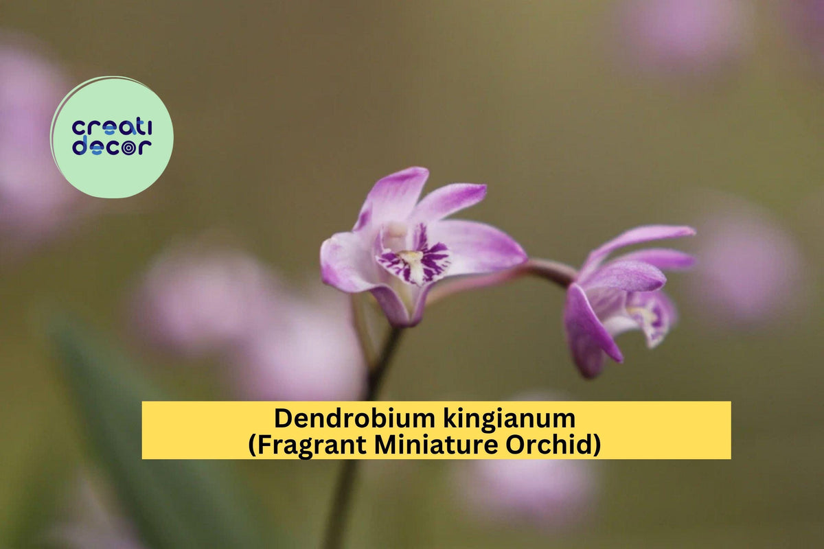Christmas Cactus Starter Plant - Miss Shimano - Schlumbergera Truncata - Well-Rooted Indoor Cactus for Holiday Decor