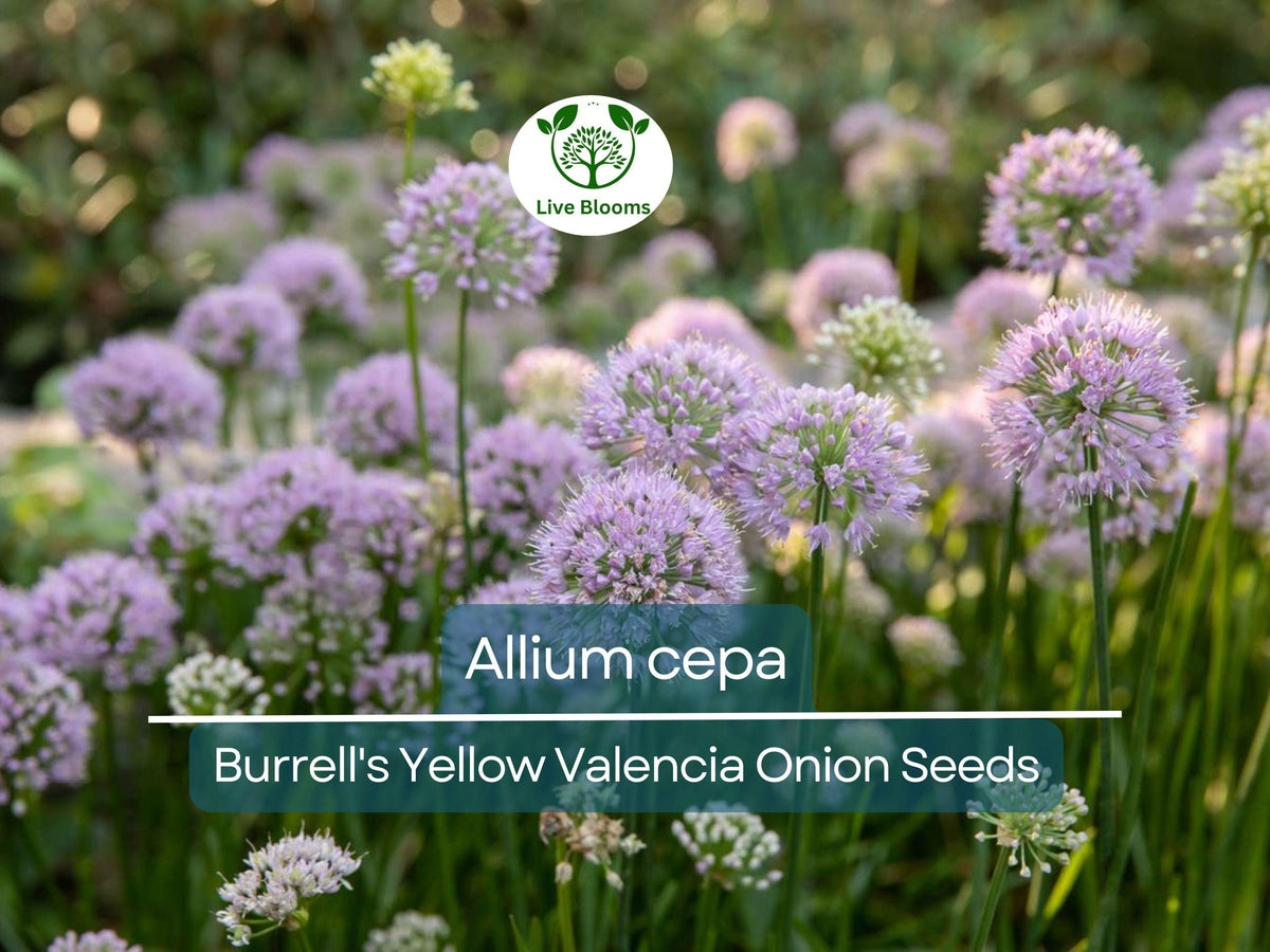 250 mg Onion Seeds - Burrell's Yellow Valencia Heirloom (Allium cepa) for Planting, Gardening & Harvesting