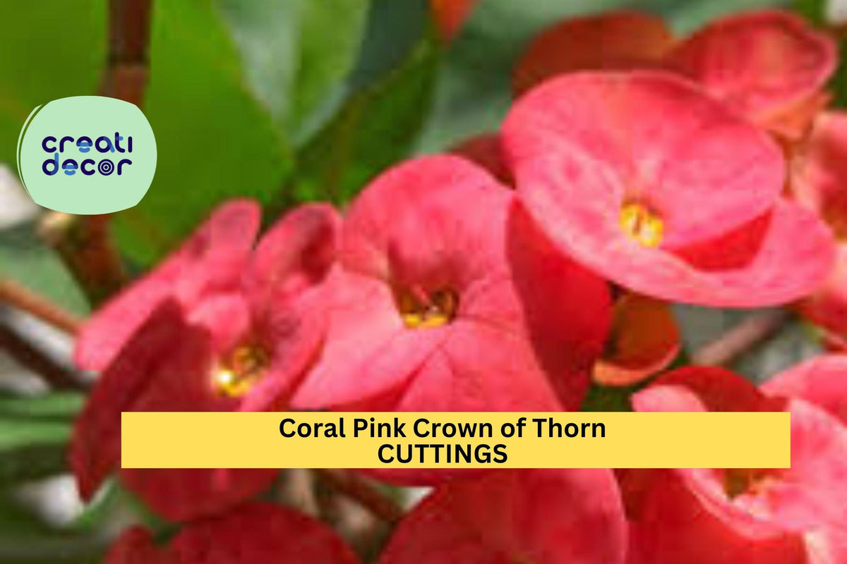 Christmas Cactus Starter Plant - Miss Shimano - Schlumbergera Truncata - Well-Rooted Indoor Cactus for Holiday Decor