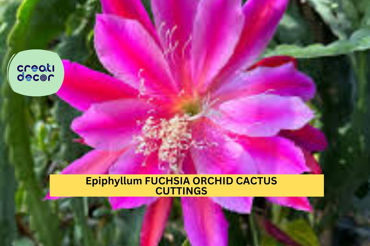 Christmas Cactus Starter Plant - Miss Shimano - Schlumbergera Truncata - Well-Rooted Indoor Cactus for Holiday Decor