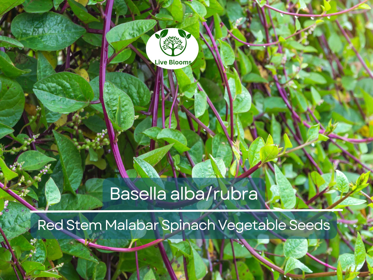 500 mg Malabar Spinach Seeds Red Stem - Basella alba/rubra Heirloom for Summer Gardens, Edible Leaves, Easy to Grow